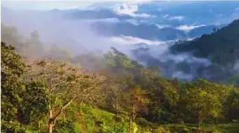 Fotografía de bosques montanos con abundante vegetación y relieve accidentado.