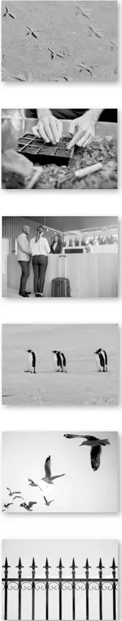Huellas de aves sobre arena.