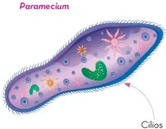 Ilustración de un espermatozoide con flagelo, célula especializada de un ser pluricelular.