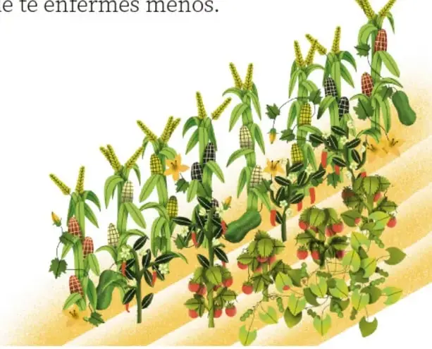 Ilustración de una milpa en una ladera: plantas de maíz, frijol, calabaza, chile, tomates rojos y flores amarillas creciendo juntas. Crédito: Raúl Saldaña Castelán, HiDALGO.