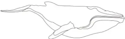 Gran silueta de ballena con texto repetido: 'cetáceo de gran tamaño', 'tracto digestivo', 'impulso', 'giro'.
