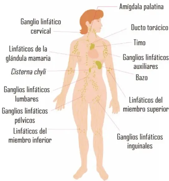 Figura humana con la red de vasos linfáticos en verde, timo y bazo señalizados, rodeada por círculos con microorganismos: bacterias estreptobacilos, flageladas, espirilos, bacilos, diplococos y protozoarios amiba, más nódulos linfáticos.