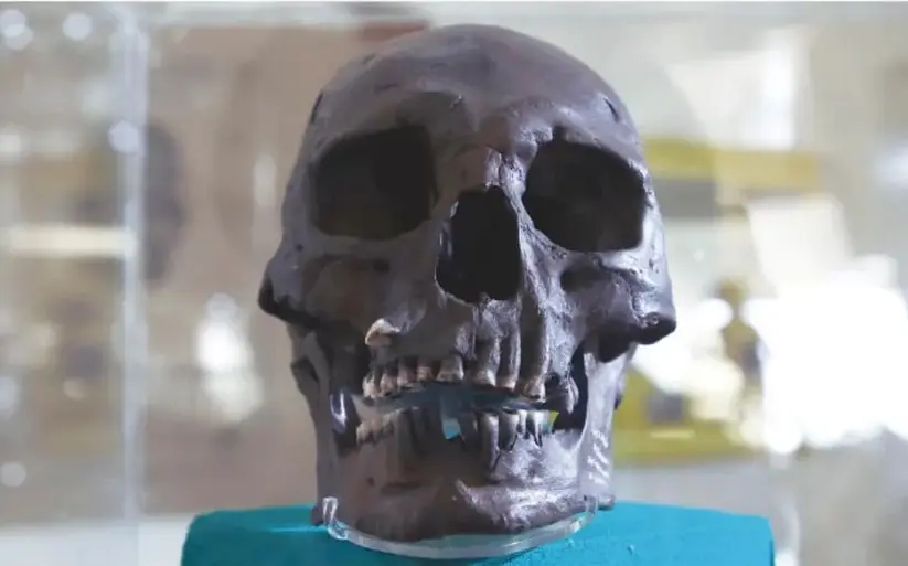 Fotografía de un cráneo humano prehistórico oscuro en vitrina de museo, sobre base acrílica.