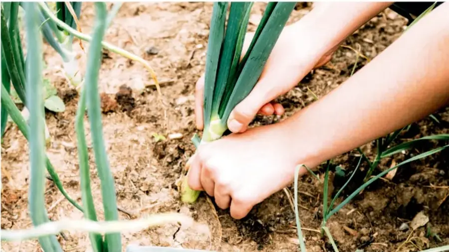 Fotografía de manos de un estudiante sosteniendo una planta de cebollín o cebolla tierna, con raíces y tierra, en un huerto o campo.