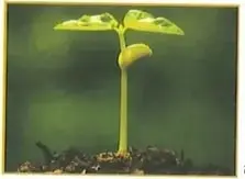 Secuencia de imágenes de una semilla que brota, una semilla o fruto, árboles grandes y un árbol seco.