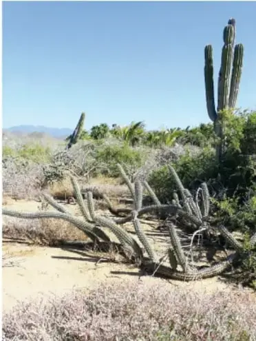 Fotografía del desierto con grandes cactus saguaros y arbustos secos bajo cielo azul.