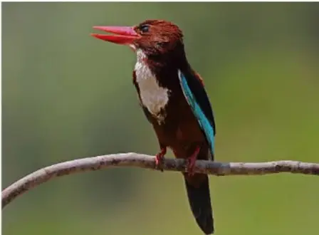 Fotografía de un ave con pico rojo largo, cabeza y dorso castaños y alas azules, posada sobre una rama.