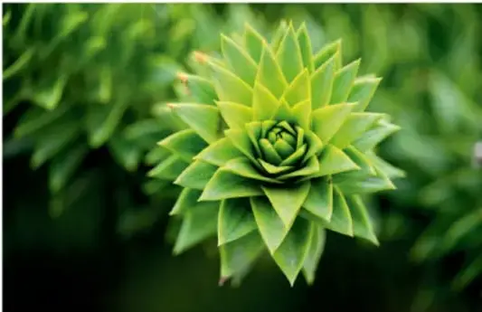 Fotografía de una planta suculenta con hojas dispuestas en espiral, formando una figura geométrica radiada.