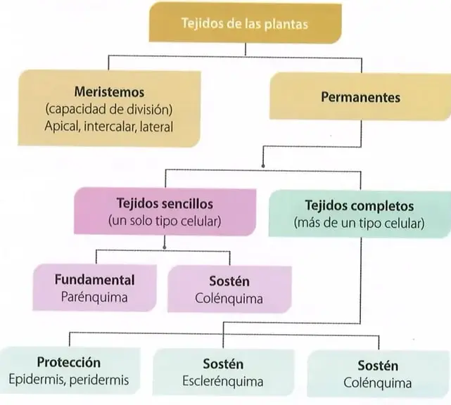 Figura 5 de Ciencias Naturales 10° · 2025