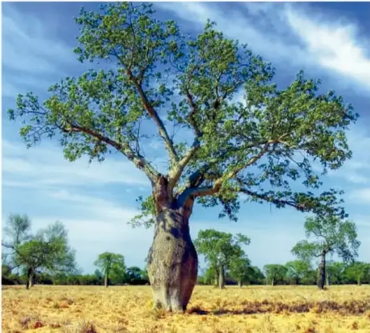 Fotografía de ramas de ceiba con flores rosadas y abundante vegetación.