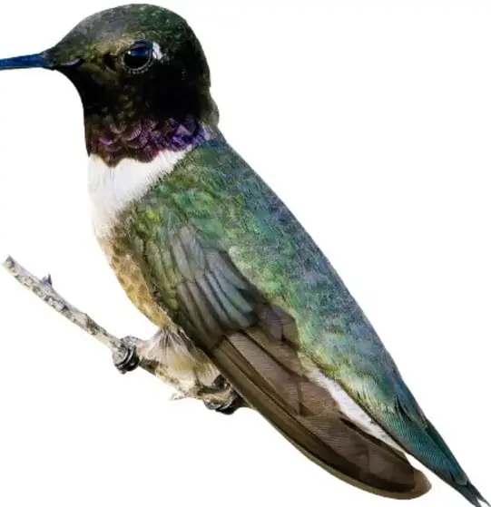 Colibrí grande de cabeza oscura, garganta violeta y cuerpo verdoso posado en una rama seca.