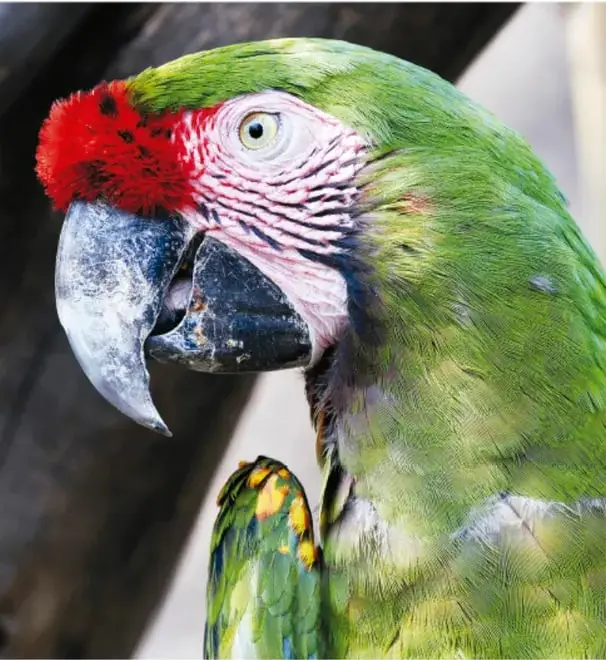 Fotografía del retrato de una guacamaya verde: cabeza verde, frente roja, cara con líneas rosadas y pico grande. Crédito: Salatiel Barragán Santos, Veracruz.