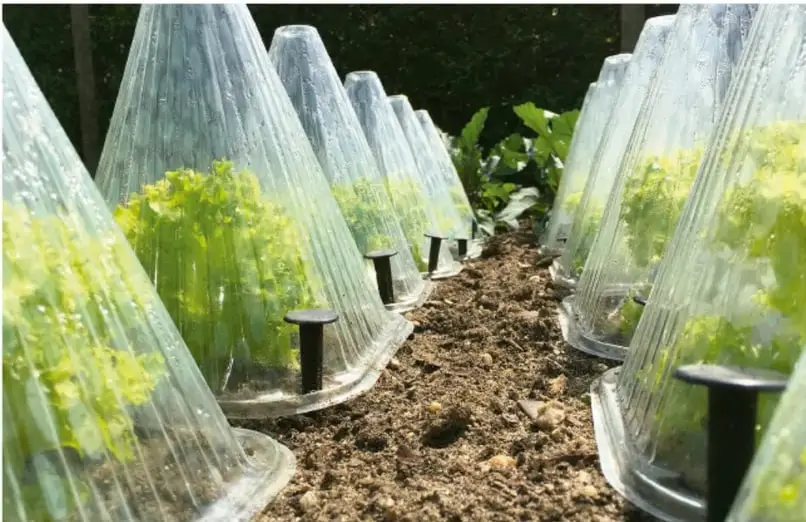 Fotografía de plántulas cubiertas con estructuras transparentes plásticas en forma de cono dentro de un huerto, representando una solución innovadora y sostenible para proteger cultivos.