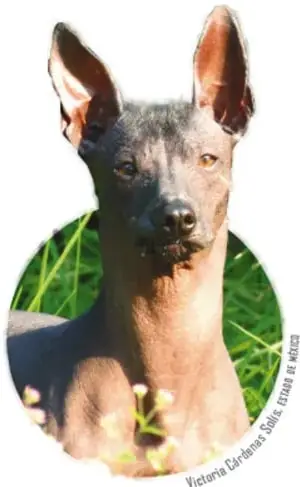 Escultura de barro de un perro xoloitzcuintli sentado, estilo prehispánico.