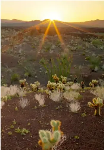 Fotografía de un paisaje desértico con cactus y arbustos al atardecer, con el sol brillando entre las montañas.