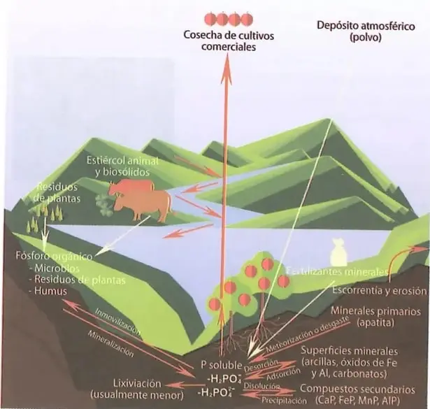 Diagrama del ciclo del fósforo que muestra las rocas, el suelo, el agua, los productores, los consumidores, los descomponedores, la erosión, la lixiviación y la formación de sedimentos.