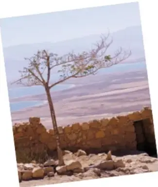 Fotografía de un árbol solitario junto a un muro de piedra en un paisaje árido.