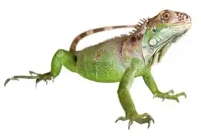 Iguana verde con cresta dorsal y patas con garras.
