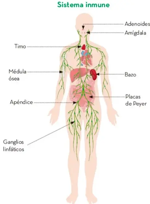 Esquema del cuerpo humano con el sistema inmune: se señalan adenoides, amígdalas, timo, médula ósea, bazo, apéndice, placas de Peyer y ganglios linfáticos.