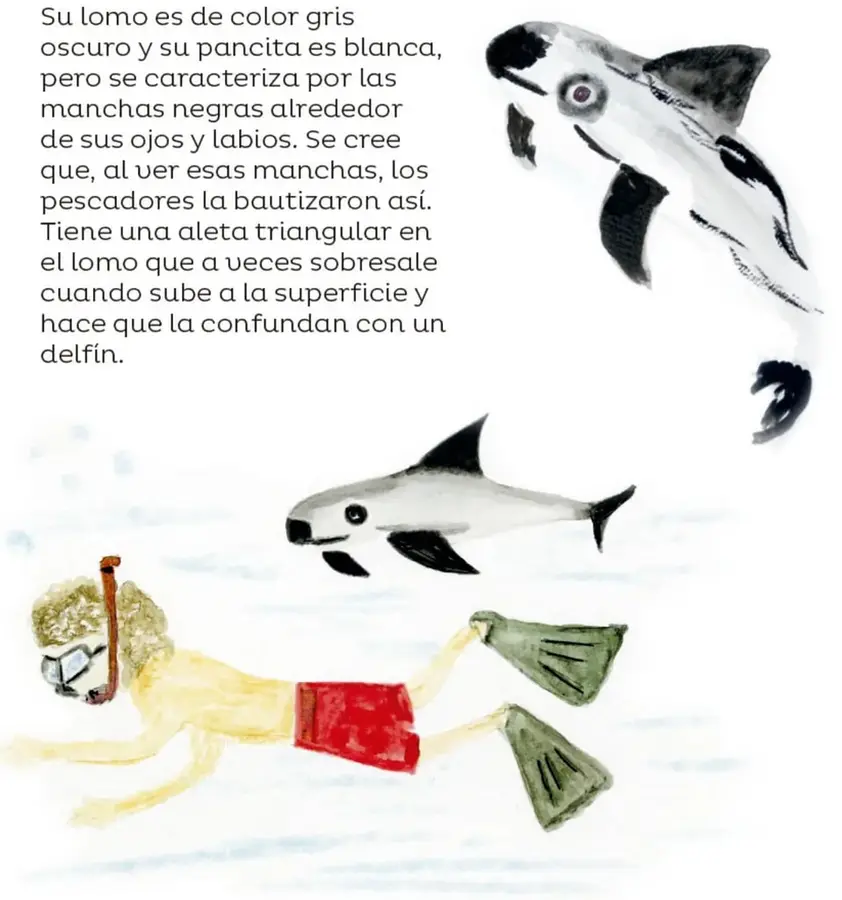 Ilustración en acuarela de una vaquita marina vista de frente, con sus manchas negras alrededor de ojos y labios.