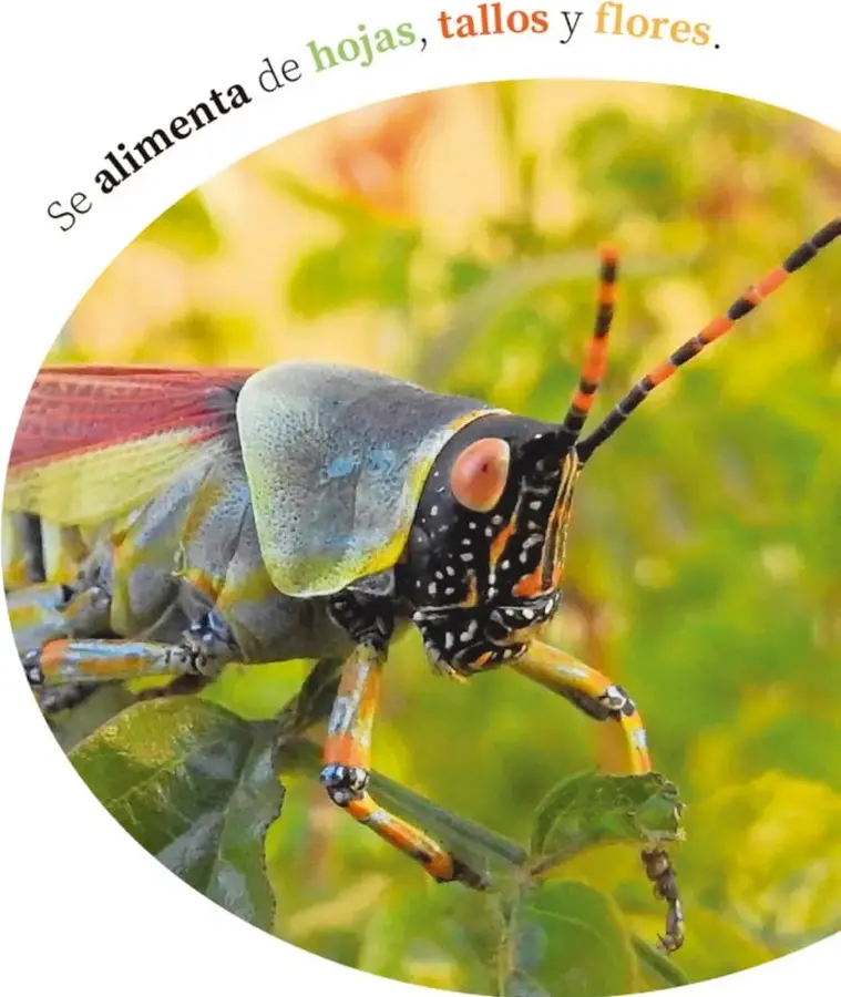 Primer plano de un saltamontes de colores vivos con cabeza gris azulada, antenas rojas y negras, y patas amarillas y negras, sobre una hoja verde.