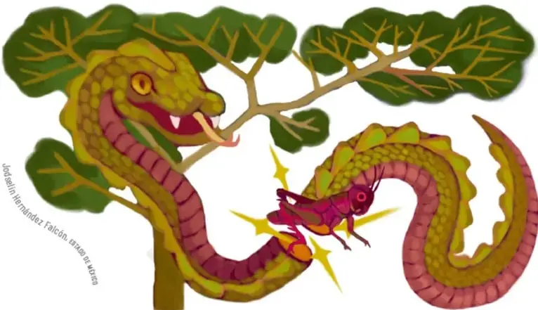 Ilustración de una serpiente emplumada verde y roja enroscada en un árbol, frente a un chapulín rojo con destellos amarillos. Crédito: Joaquín Hernández Falcón, Estación de campo.