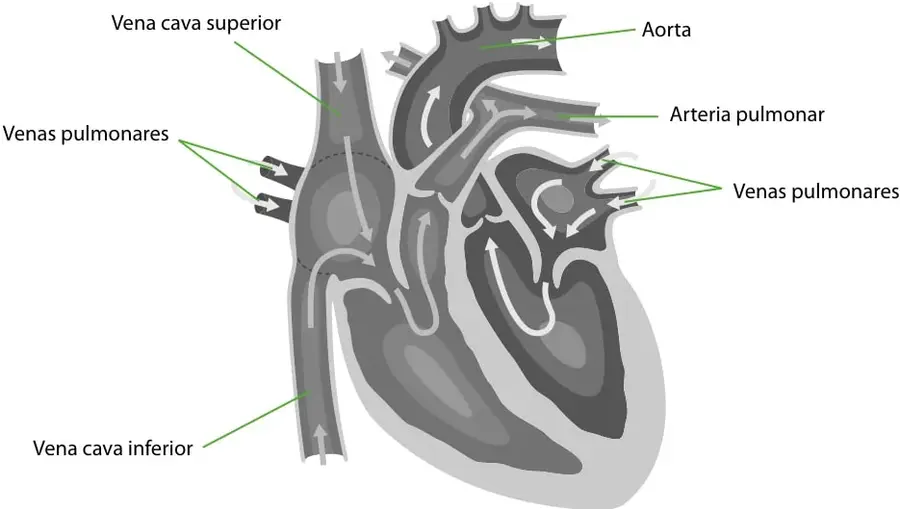 Corte esquemático del corazón humano con flechas que indican la dirección del flujo sanguíneo. Rotulado: vena cava superior, vena cava inferior, venas pulmonares (izquierda y derecha), arteria pulmonar y aorta.