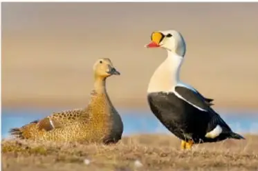 Fotografía de dos aves acuáticas (patos) en un hábitat de humedal, ilustrando la diversidad de seres vivos.
