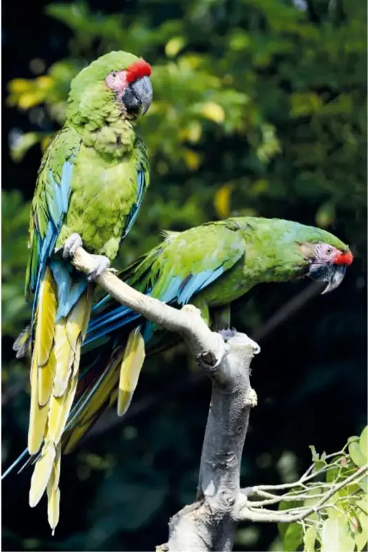 Fotografía ovalada de una guacamaya verde de espaldas posada junto a un tronco. Crédito: Salatiel Barragán Santos, Veracruz.