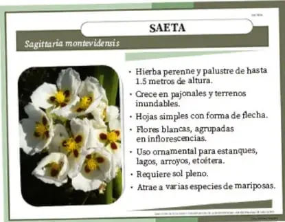 Ejemplo de ficha llamada 'SAETA' (Sagittaria montevidensis) con foto de flores blancas y lista de características de la planta.