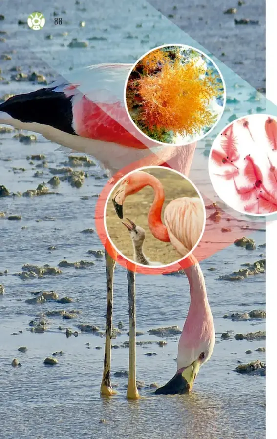Fotografía de un flamenco rosado de pie en aguas poco profundas, con la cabeza sumergida buscando alimento.