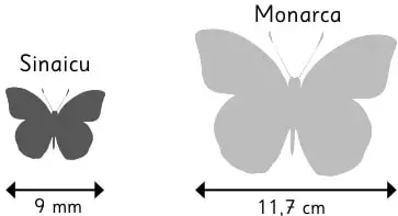 Ilustración de dos mariposas: Sinaicu (pequeña, ala 9 mm) y Monarca (grande, ala 11,7 cm).