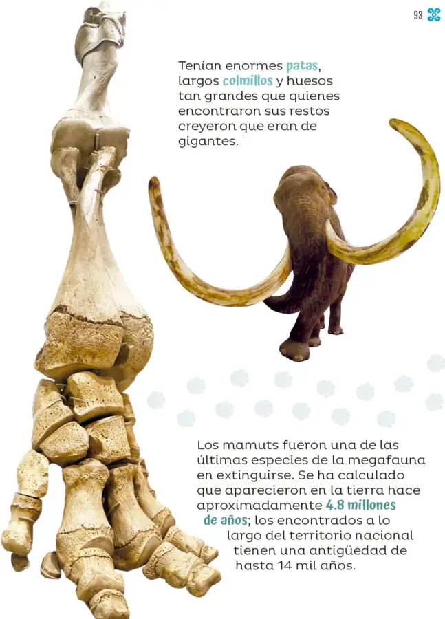 Figura 1 de Múltiples lenguajes. Libro de Educación Primaria Grado 1° Ciclo Escolar 2025 - 2026