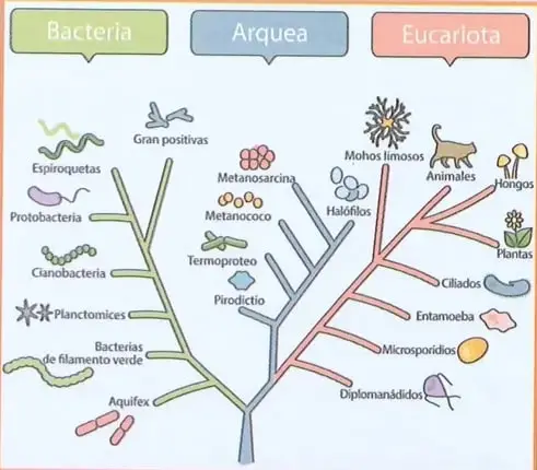 Árbol filogenético con los tres dominios (Bacteria, Arquea, Eucariota) y sus ramas principales