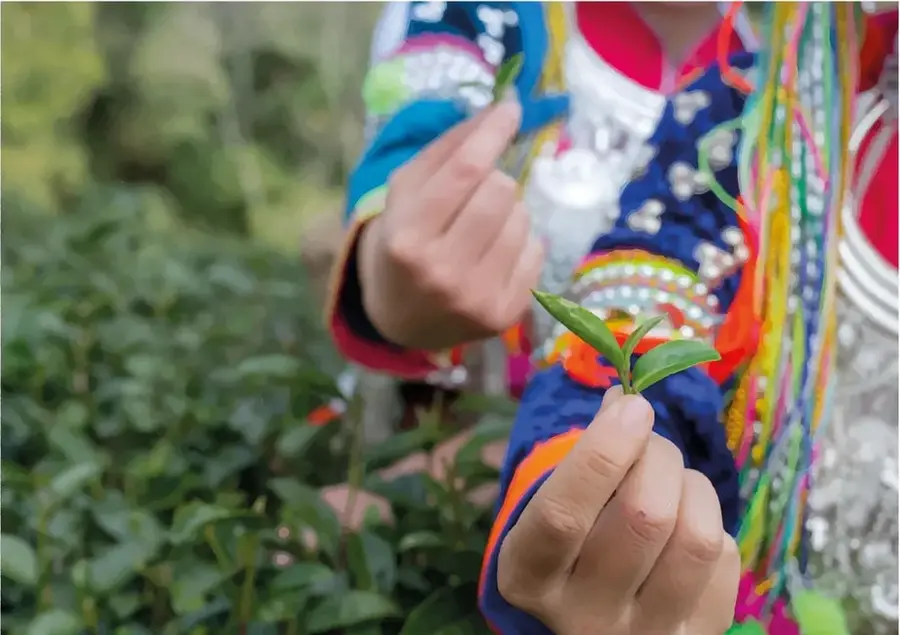 Imagen fotográfica a color en la parte inferior de la página, accesible via URL https://n9.cl/ffauly. Posiblemente relacionada con alimentos, naturaleza andina o comunidades indígenas, alineada con la temática del Buen Vivir y la Pachamama. No se puede confirmar el contenido exacto sin acceder al enlace.