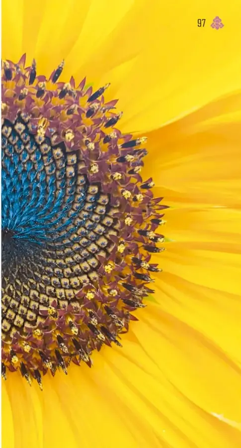 Fotografía del centro de un girasol en primer plano: se distinguen con claridad dos familias de espirales de semillas (una azul y una morada resaltadas) sobre pétalos amarillos.