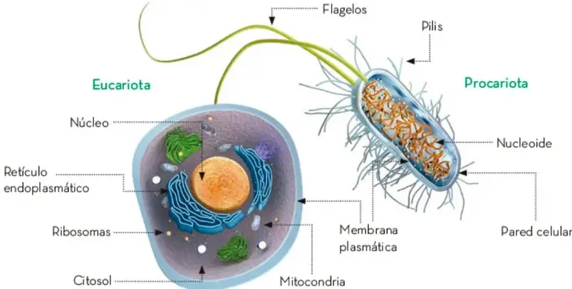Ilustración comparativa de una célula eucariota (con núcleo, retículo endoplasmático, ribosomas, mitocondrias, citosol) y una procariota (con nucleoide, flagelos, pilis, pared celular, membrana plasmática).
