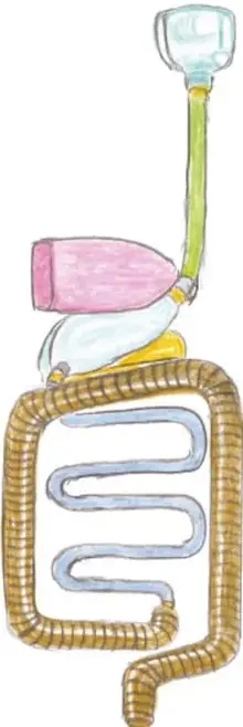 Modelo del sistema digestivo hecho con tubos y una botella que representa el estómago.