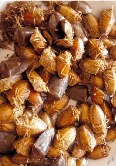 Montón de jumiles, insectos marrones con patas, fotografiados de cerca.