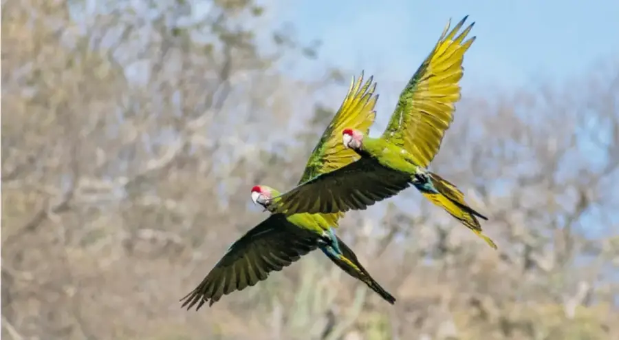 Dos guacamayas verdes volando con las alas extendidas sobre árboles y cielo azul.