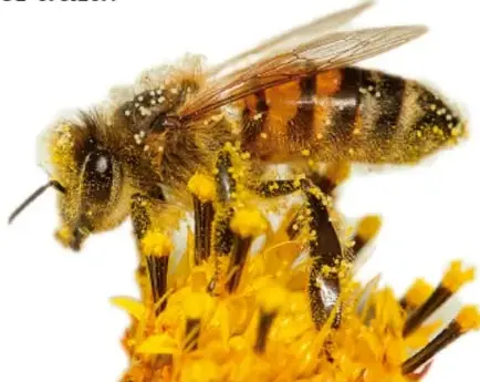Fotografía de una abeja cubierta de polen sobre una flor amarilla, usada como referencia para la ficha de monitoreo.