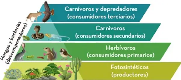 Pirámide trófica con cuatro niveles: en la base los fotosintéticos (productores), luego los herbívoros (consumidores primarios), después los carnívoros (consumidores secundarios) y en la cima los carnívoros y depredadores (consumidores terciarios). A un lado, los hongos y bacterias (descomponedores) actúan sobre todos los niveles.