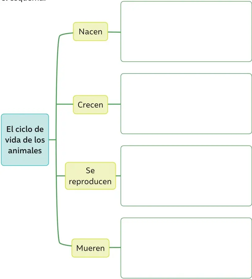 Organizador gráfico con un recuadro central celeste que dice 'El ciclo de vida de los animales', conectado por líneas verdes a cuatro recuadros amarillos: Nacen, Crecen, Se reproducen y Mueren; cada uno se une a un recuadro blanco vacío para escribir.