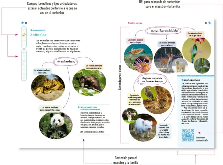Doble página de ejemplo (84-85) sobre Animales, con diagramas de clasificación por alimentación, hábitat y convivencia con humanos, fotografías circulares de animales (leones, panda, zarigüeya, tortuga, canguro, colibrí, perro, cerdo, tigre, búho) y anotaciones con flechas rosas que señalan íconos de campos formativos, QR y contenido para maestro y familia.