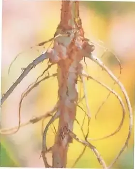 Fotografía de raíces de una planta con nódulos formados por bacterias simbiontes fijadoras de nitrógeno.