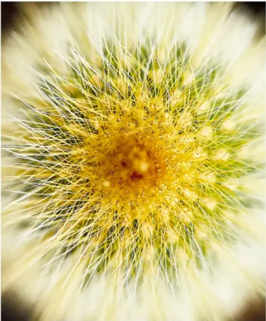 Primer plano de una flor con finísimos filamentos amarillos y blancos radiando desde un centro anaranjado, similar a un diente de león.