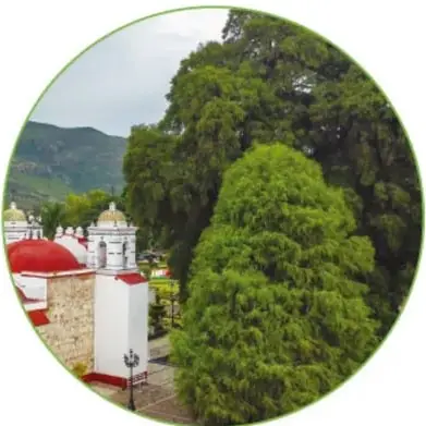 Foto circular del gran árbol frondoso junto a un templo de fachada blanca con detalles rojos y azules y cúpulas, rodeado de montañas.