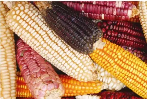 Mazorcas de maíz de diferentes colores (blanco, amarillo, rojo, morado), mostrando la diversidad genética de este cultivo originario de México.