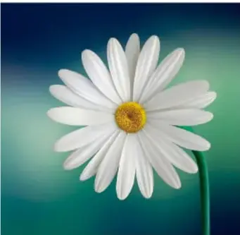 Margarita blanca (flor con pétalos blancos y centro amarillo) sobre fondo degradado verde-azul.