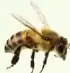 Imagen de una abeja, utilizada para reconocer características de los artrópodos.